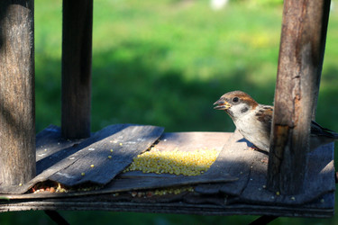 ВОРОБЕЙ В КОРМУШКЕ. A SPARROW IN A FEEDER - ViatorArt