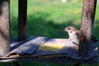 ВОРОБЕЙ В КОРМУШКЕ. A SPARROW IN A FEEDER - ViatorArt