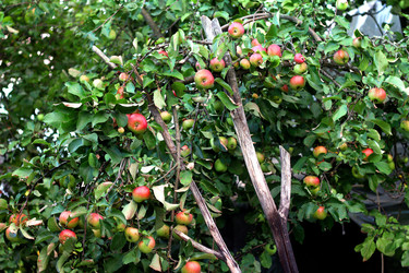 МНОГО ЯБЛОК НА ВЕТКЕ. THERE ARE MANY APPLES ON THE BRANCH - ViatorArt