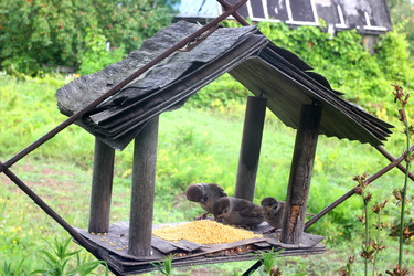 ВОРОБЕЙ В КОРМУШКЕ. A SPARROW IN A FEEDER - ViatorArt