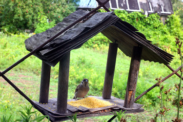 ВОРОБЕЙ В КОРМУШКЕ. A SPARROW IN A FEEDER - ViatorArt
