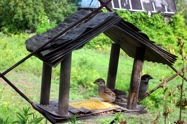 ВОРОБЕЙ В КОРМУШКЕ. A SPARROW IN A FEEDER - ViatorArt