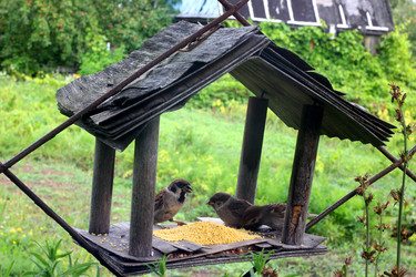ВОРОБЕЙ В КОРМУШКЕ. A SPARROW IN A FEEDER - ViatorArt