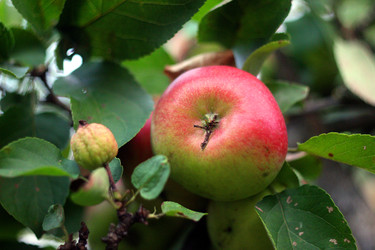 КРАСНОЕ ЯБЛОКО. RED APPLE - ViatorArt