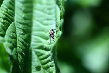 ЛИСТ КРАПИВЫ СО СТРЕКАТЕЛЬНЫМИ ИГЛАМИ. NETTLE LEAF WITH STINGING NEEDLES - ViatorArt