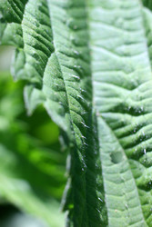 ЛИСТ КРАПИВЫ СО СТРЕКАТЕЛЬНЫМИ ИГЛАМИ. NETTLE LEAF WITH STINGING NEEDLES - ViatorArt