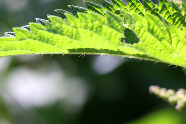 ЛИСТ КРАПИВЫ СО СТРЕКАТЕЛЬНЫМИ ИГЛАМИ. NETTLE LEAF WITH STINGING NEEDLES - ViatorArt