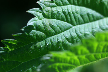 ЛИСТ КРАПИВЫ СО СТРЕКАТЕЛЬНЫМИ ИГЛАМИ. NETTLE LEAF WITH STINGING NEEDLES - ViatorArt