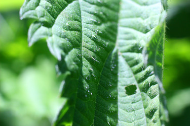 ЛИСТ КРАПИВЫ СО СТРЕКАТЕЛЬНЫМИ ИГЛАМИ. NETTLE LEAF WITH STINGING NEEDLES - ViatorArt