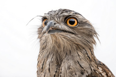 Крупным планом портрет Potoo птица демонстрируя уникальные особенности генеративных АИ - RomanZ