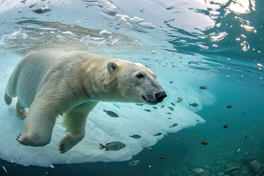 Белый медведь грациозно плавает в арктических водах Генеративный искусственный интеллект - RomanZ