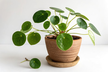 Зеленое растение Pilea Peperomioides в коричневом горшке в помещении генеративного типа - RomanZ