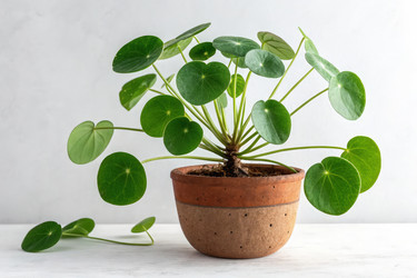 Зеленое растение Pilea Peperomioides в коричневом горшке выставлено на всеобщее обозрение Генеративный ИИ - RomanZ