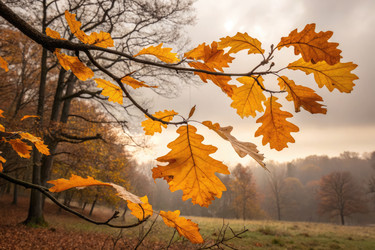 Золотые осенние листья украшают ветви деревьев в Спокойном лесном пейзаже - RomanZ