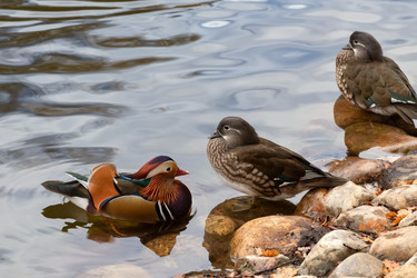 Пара уток-мандаринок (Mandarin Duck) отдыхают около воды на берегу озера - kostya6969