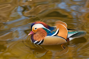Утка-мандаринка (Mandarin Duck) в воде озера - kostya6969