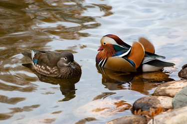Пара уток-мандаринок (Mandarin Duck) отдыхают около воды на берегу озера - kostya6969