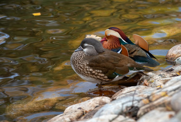 Пара уток-мандаринок (Mandarin Duck) отдыхают около воды на берегу озера - kostya6969