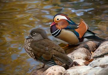 Пара уток-мандаринок (Mandarin Duck) отдыхают около воды на берегу озера - kostya6969