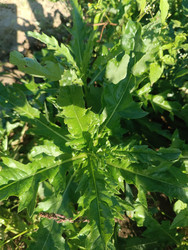 Бодяк полевой (Cirsium arvense), розовый осот — сорное растение с характерными колючими рассеченными листьями, образующими розетку - Mihail_direct