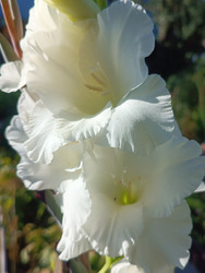 Белые гладиолусы (Gladiolus) — садовые цветы с гофрированными лепестками и воронковидной формой, макросъемка с мягким естественным освещением - Mihail_direct
