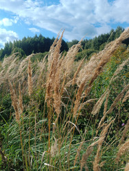 Вейник (Calamagrostis epigejos) или тростник (Phragmites) — высокие луговые травы с пушистыми бежево-золотистыми метелками на фоне зеленого леса и голубого неба с облаками - Mihail_direct