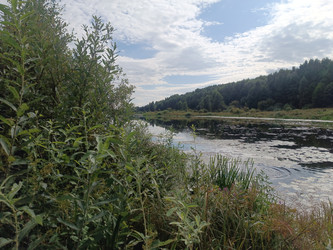 Пейзаж лесного озера с заросшими берегами и кувшинками на воде — летний или раннеосенний вид под облачным небом - Mihail_direct
