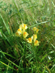 Льнянка обыкновенная (Linaria vulgaris) — полевое растение с характерными желто-оранжевыми двугубыми цветками среди зеленой луговой травы - Mihail_direct