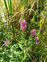 Дербенник иволистный (Lythrum salicaria) — розово-фиолетовые колосовидные соцветия среди высокой луговой травы и камыша - Mihail_direct
