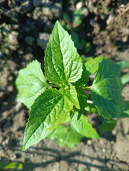Агератум конизовидный (Ageratum conyzoides) — растение с характерными зубчатыми листьями, растущее на почве - Mihail_direct