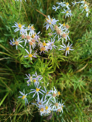 Астра очитколистная (Galatella sedifolia) или солонечник — кустик светло-фиолетовых ромашковидных цветов на зеленом лугу, вид сверху - Mihail_direct