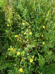 Лапчатка серебристая (Potentilla argentea) — луговое растение с мелкими желтыми пятилепестковыми цветами и характерными серебристо-опушенными листьями - Mihail_direct