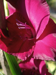 Темно-малиновый гладиолус (Gladiolus) — макросъемка насыщенного бордового цветка с каплями росы и тычинками - Mihail_direct