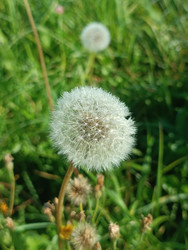 Одуванчик в стадии пуха (Taraxacum officinale) — белая пушистая семенная головка с парашютиками на зеленом лугу, концепция загадывания желаний - Mihail_direct