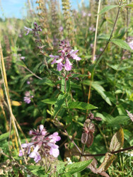 Чистец лесной (Stachys sylvatica) или чистец болотный (Stachys palustris) — растение с розово-фиолетовыми двугубыми цветками в мутовках на четырехгранном стебле - Mihail_direct