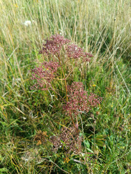 Валериана лекарственная (Valeriana officinalis) — луговое растение с розовато-белыми цветками в щитковидных соцветиях среди высокой травы - Mihail_direct