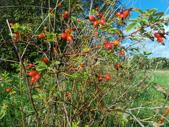 Куст шиповника (Rosa canina) с красными плодами на фоне летнего поля и голубого неба — дикорастущий ягодный кустарник с колючими ветвями - Mihail_direct