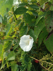 Белый вьюнок полевой (Convolvulus arvensis) с пауком в центре воронкообразного цветка среди зеленой листвы - Mihail_direct