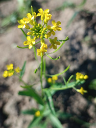 Сурепка обыкновенная (Barbarea vulgaris) или рапс (Brassica napus) — растение с ярко-желтыми крестоцветными цветами и зелеными стручками на фоне почвы - Mihail_direct