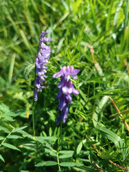 Мышиный горошек (Vicia cracca) — луговое растение с фиолетовыми мотыльковыми цветами в односторонней кисти среди зеленой травы - Mihail_direct