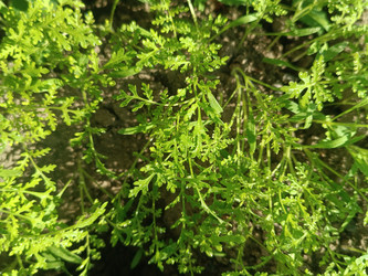 Фацелия пижмолистная (Phacelia tanacetifolia) — медоносное растение с характерными тонко рассеченными ажурными перистыми листьями, макросъемка - Mihail_direct