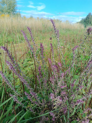 Дербенник иволистный (Lythrum salicaria) — заросли растения с фиолетовыми колосовидными соцветиями на фоне летнего поля и голубого неба - Mihail_direct