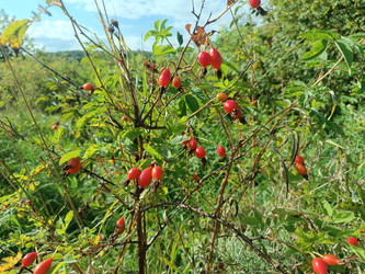 Плоды шиповника (Rosa canina/rugosa) — куст с ярко-красными ягодами на фоне зеленой листвы и голубого неба, источник витамина C - Mihail_direct
