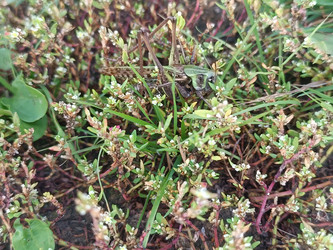 Кузнечик или саранча (Orthoptera) на фоне низкорослой растительности — макросъемка насекомого с характерными прыгательными ногами среди травы - Mihail_direct