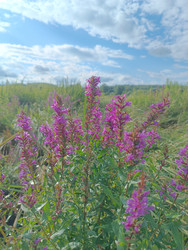 Дербенник иволистный (Lythrum salicaria) на фоне поля и голубого неба — пурпурные колосовидные соцветия в летнем пейзаже - Mihail_direct