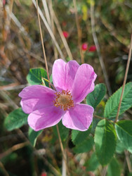Шиповник (Rosa canina) — нежно-розовый цветок дикой розы на фоне сухой травы и зеленых листьев - Mihail_direct
