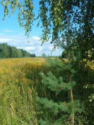 Опушка леса с молодой сосной (Pinus sylvestris) и березой (Betula) на фоне поля золотарника — летний пейзаж с голубым небом и облаками - Mihail_direct