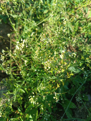 Пастушья сумка обыкновенная (Capsella bursa-pastoris) — луговое сорное и лекарственное растение с мелкими белыми цветками и характерными сердцевидными стручочками - Mihail_direct