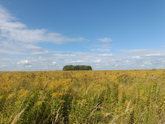 Золотое поле золотарника (Solidago) с островком соснового леса на горизонте — летний или раннеосенний пейзаж под голубым небом с облаками - Mihail_direct