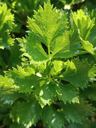 Сельдерей (Apium graveolens) — овощное и пряное растение с характерными ярко-зелеными перисто-рассеченными листьями, макросъемка с каплями росы - Mihail_direct